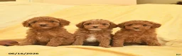 Toy Poodle dogs for sale: Poppy  - Ad 5