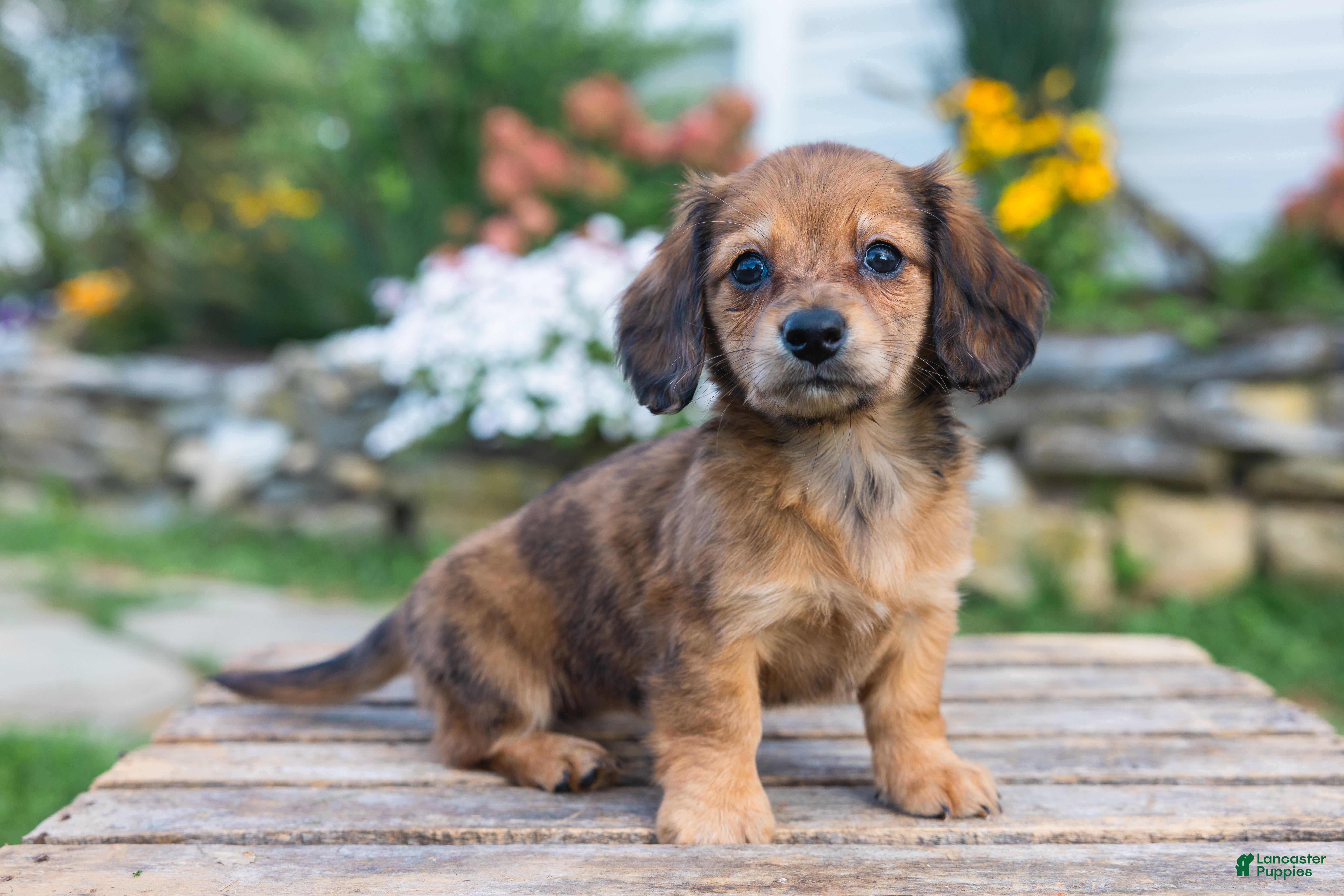 Miniature Dachshund dogs Birdie - Ad 2