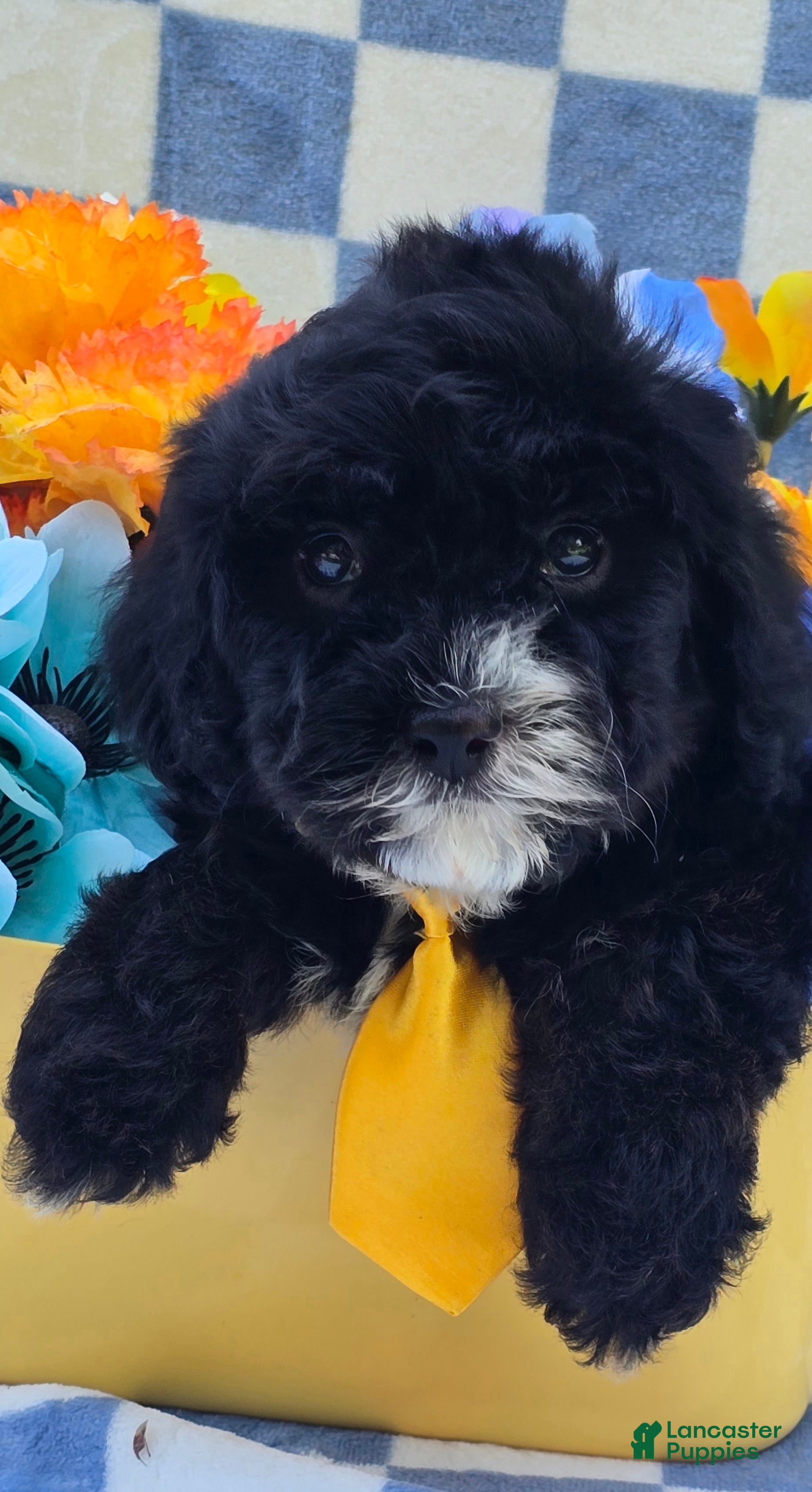 Cavapoo dogs Otter - Ad 8