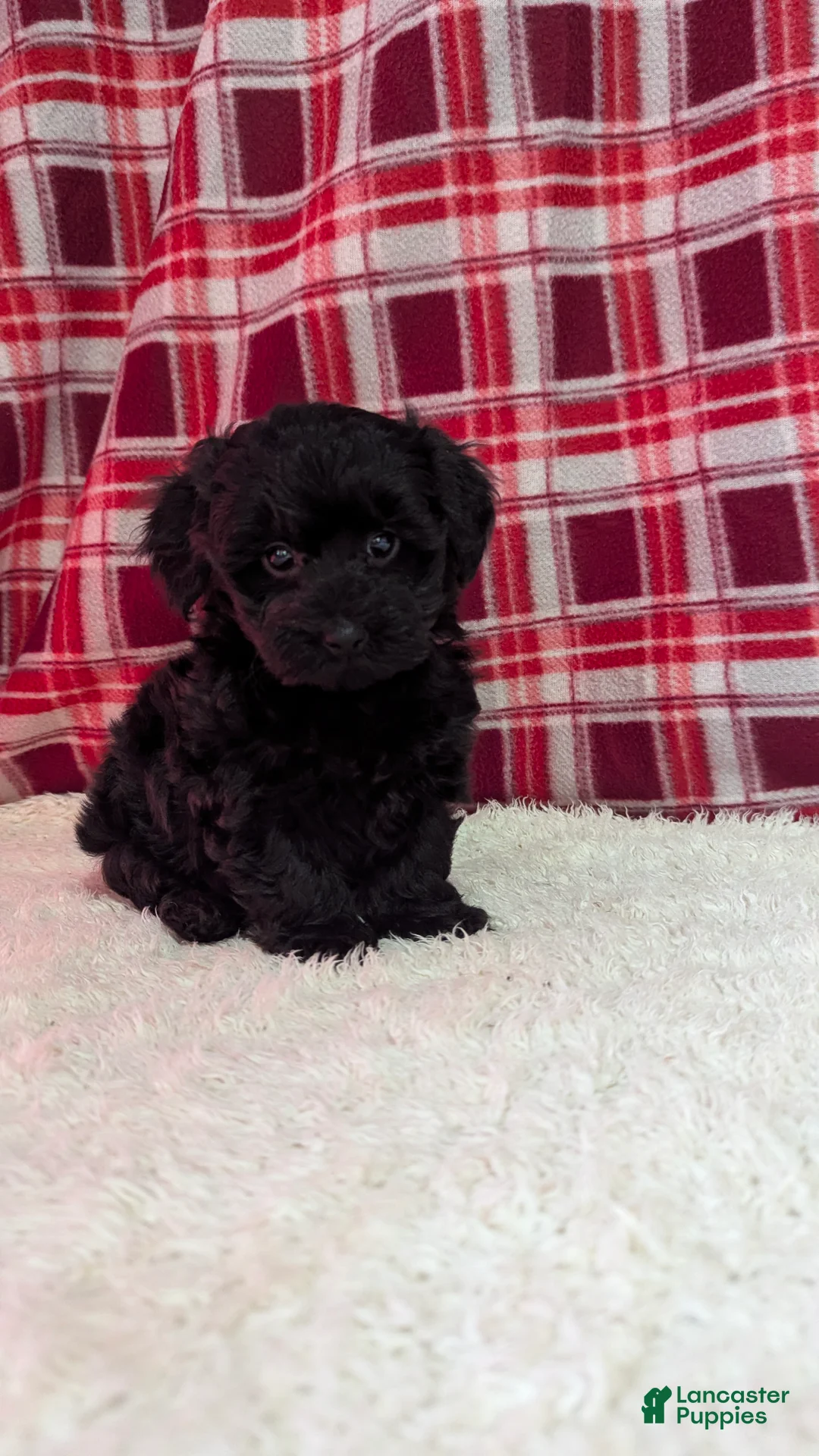 Yorkiepoo dogs for sale: Theo - Ad 7