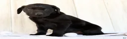 Labrador Retriever dogs for sale: Ricky - Ad 3