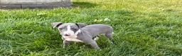 Italian Greyhound dogs for sale: Shane - Ad 5
