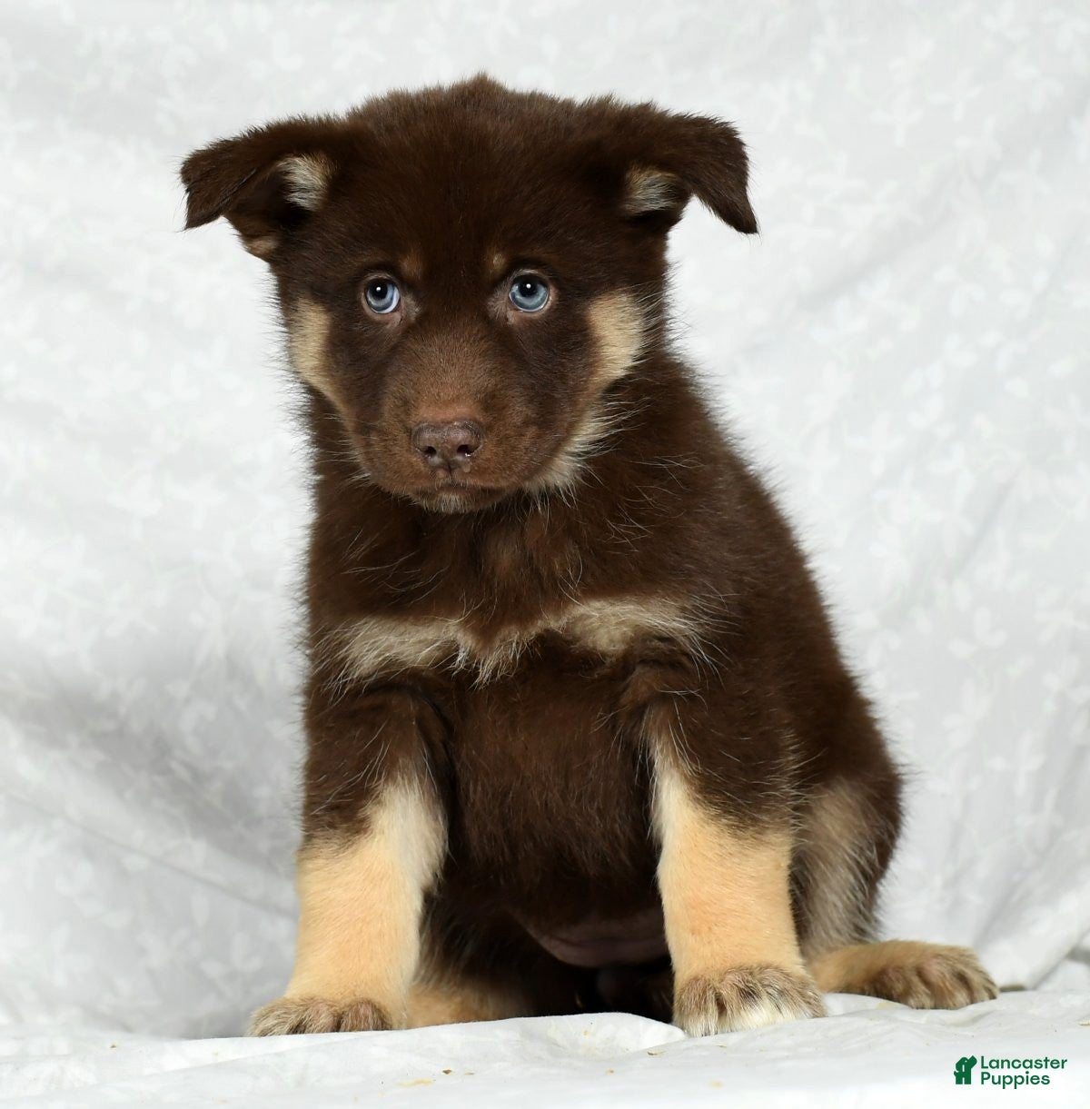 Gerberian Shepsky Puppies for sale Lancaster Puppies