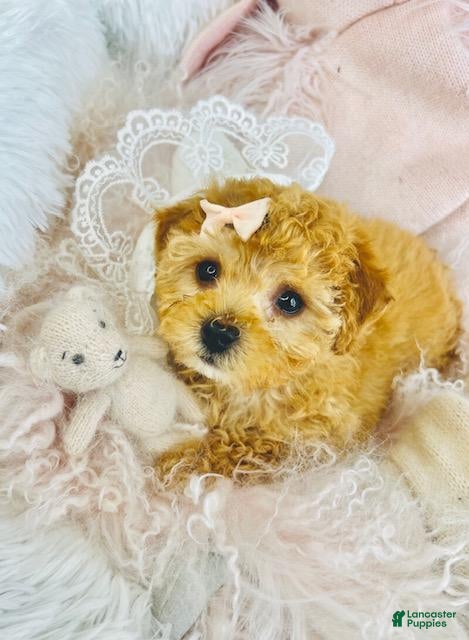 Toy Poodle dogs Toy Poodle Puppy 1 - Ad 1