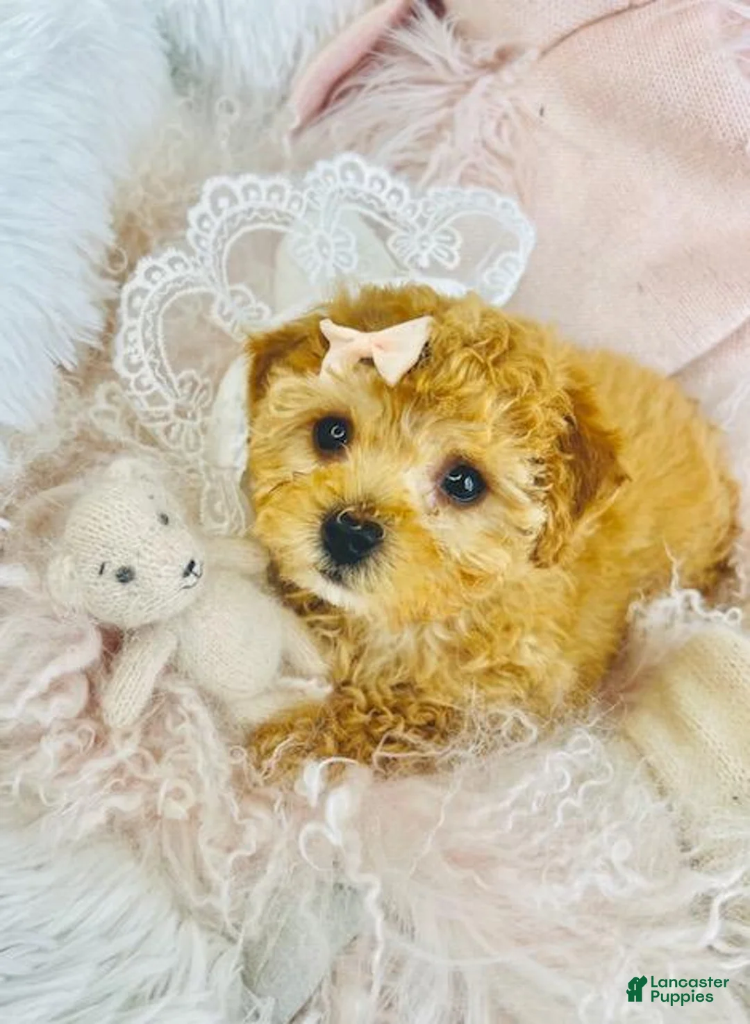 Toy Poodle dogs for sale: Toy Poodle Puppy 1 - Ad 1