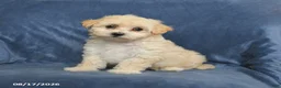 Maltipoo dogs for sale: Nora - Ad 4