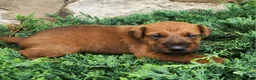 Irish Terrier dogs for sale: Rocco - Ad 3