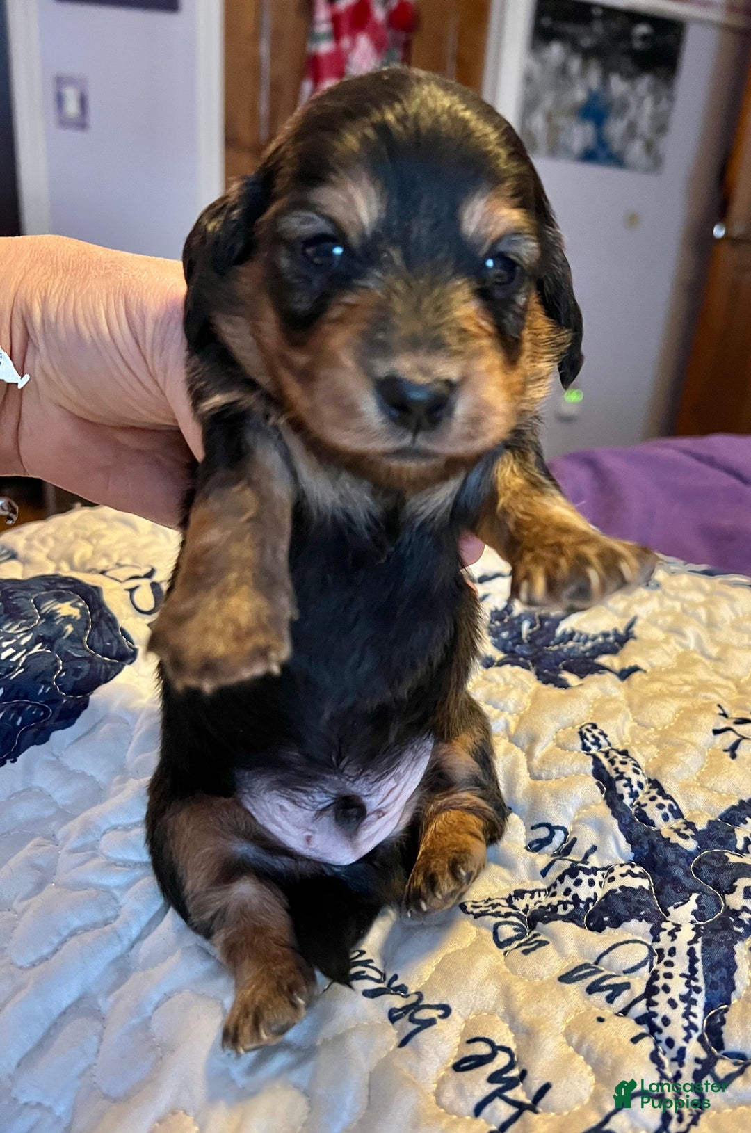 Miniature Dachshund dogs for sale: Triscuit boy - Ad 1