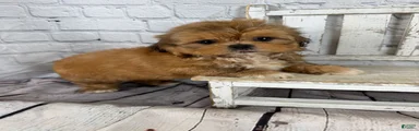 Dale