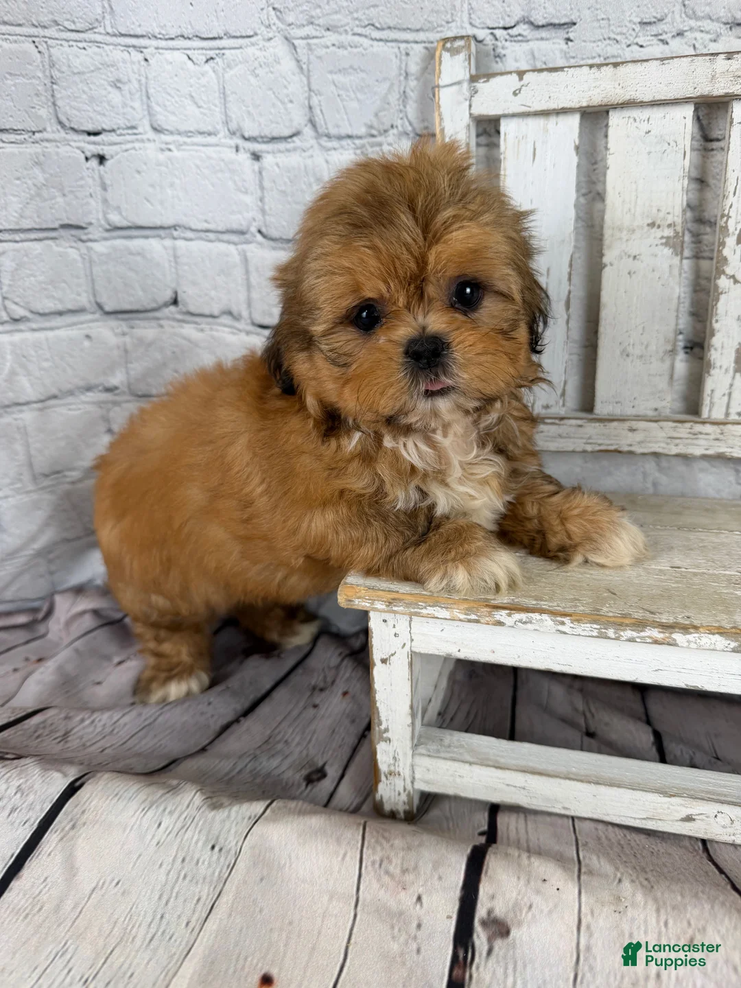 Shih Tzu dogs for sale: Dale - Ad 1
