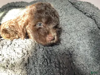 Mixed Breed dogs Sofia - Ad 2