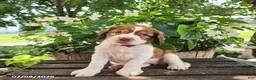 English Springer Spaniel dogs for sale: Nova - Ad 5