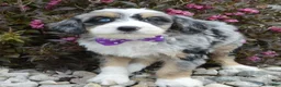 Mini Bernedoodle dogs for sale: Bailey - Ad 21