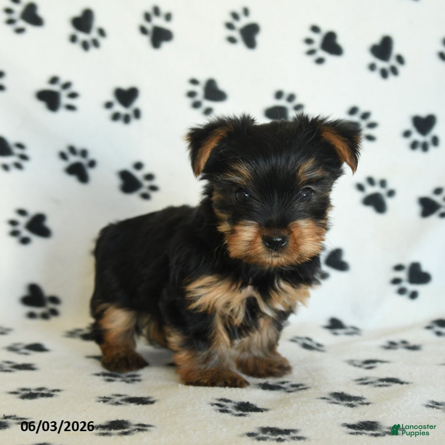 Yorkshire Terrier dogs for sale: Willow - Ad 3