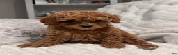Toy Poodle dogs for sale: Tiny Feona- POTTY TRAINED_ AKC Genetically tested Parents - Ad 8