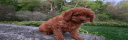 Cavapoo dogs for sale: Hope - Ad 20