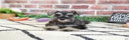 Miniature Schnauzer dogs for sale: Hannah - Ad 2