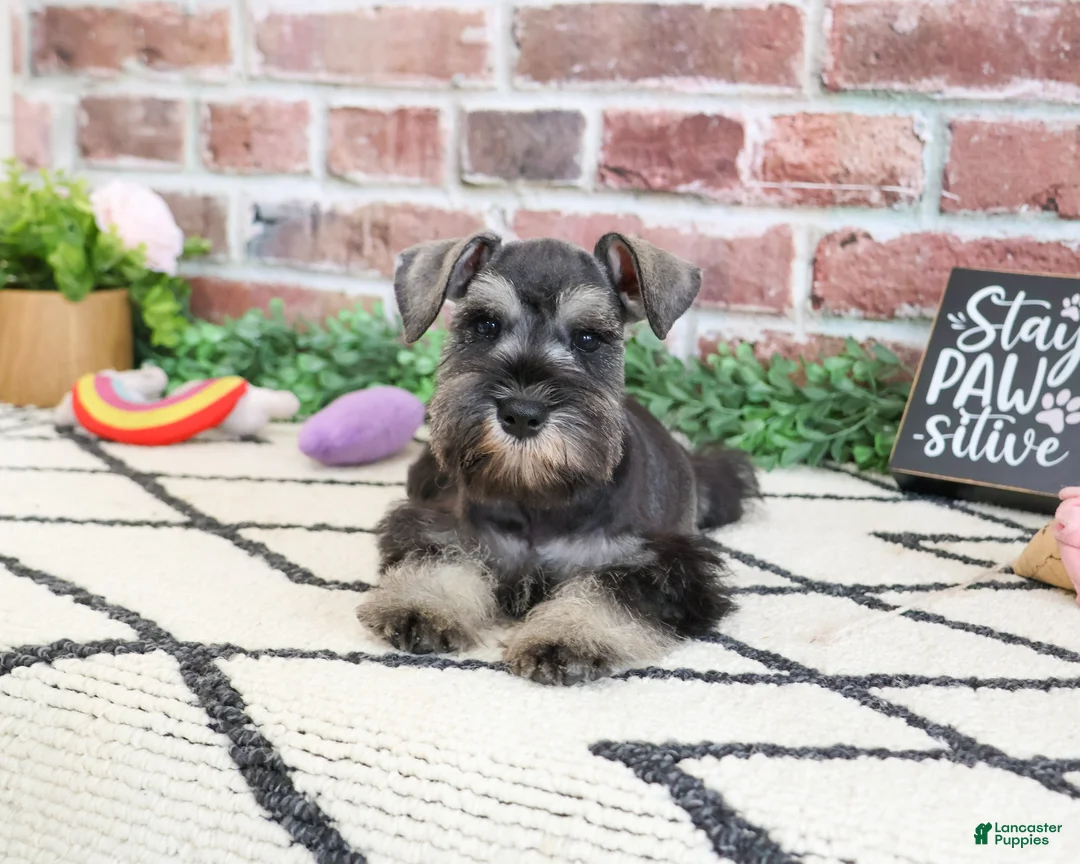 Miniature Schnauzer dogs for sale: Hannah - Ad 2