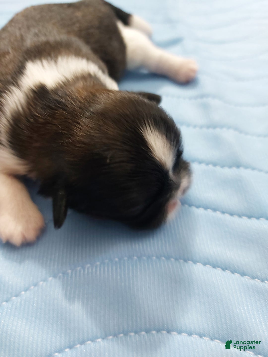 Shih Tzu dogs for sale: Charles AKC - Ad 1