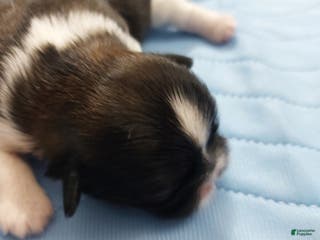 Shih Tzu dogs Charles AKC - Ad 18