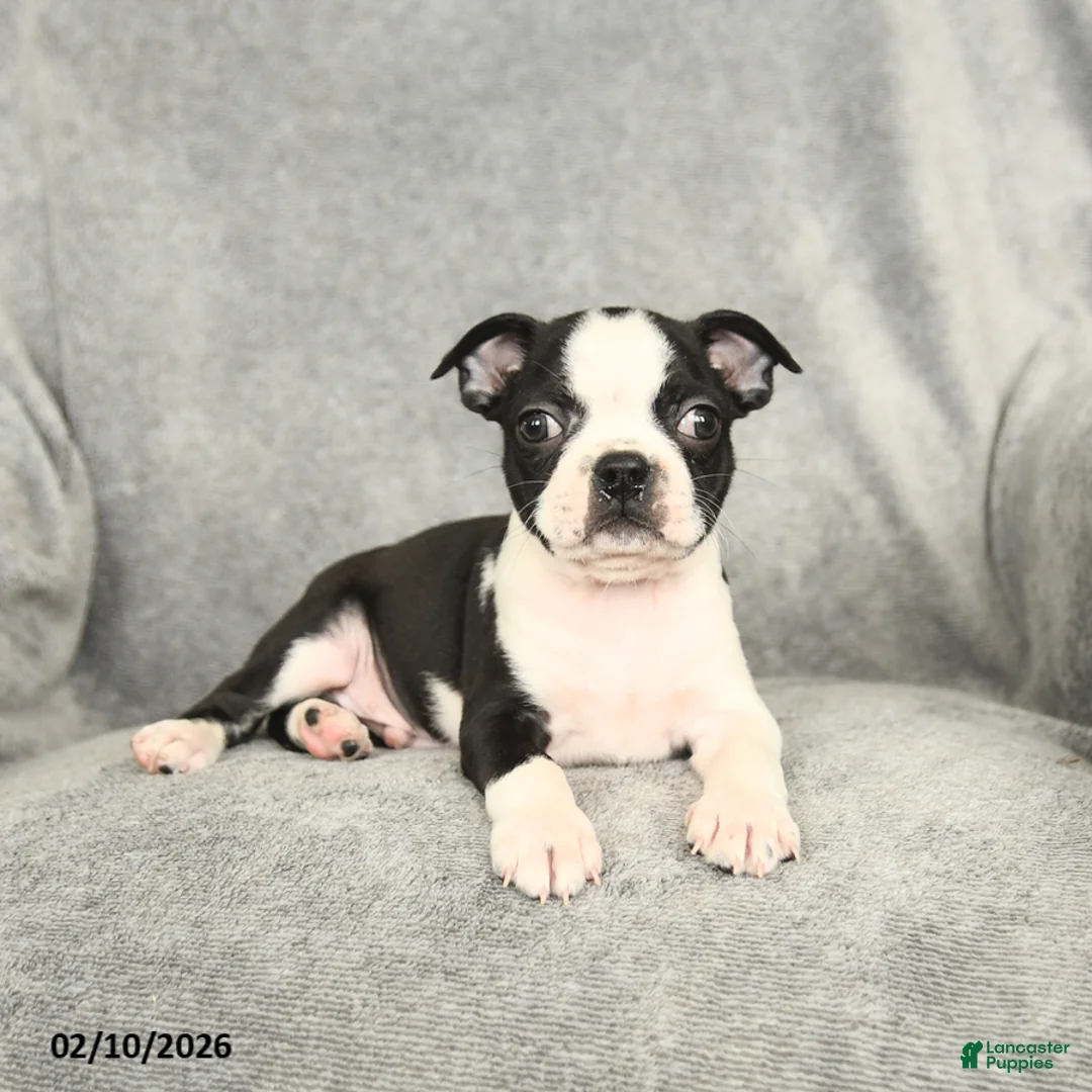 Boston Terrier dogs for sale: Duncan - Ad 4