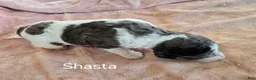 Newfypoo dogs for sale: Shasta - Ad 4