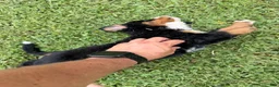 Bernese Mountain Dog dogs for sale: Bernese Mountain Dog 1 - Ad 15