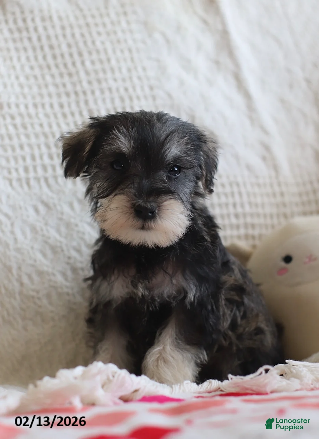Miniature Schnauzer dogs for sale: Sharon - Ad 3