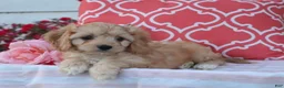 Cavapoo dogs for sale: Hadley - Ad 6