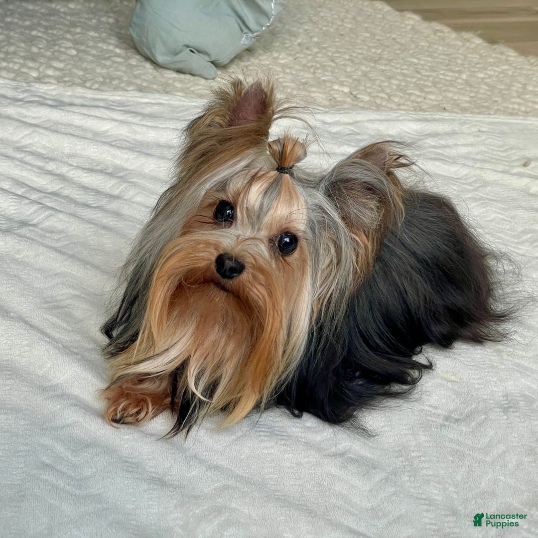 Mixed Breed dogs for sale: Lolita - Ad 9