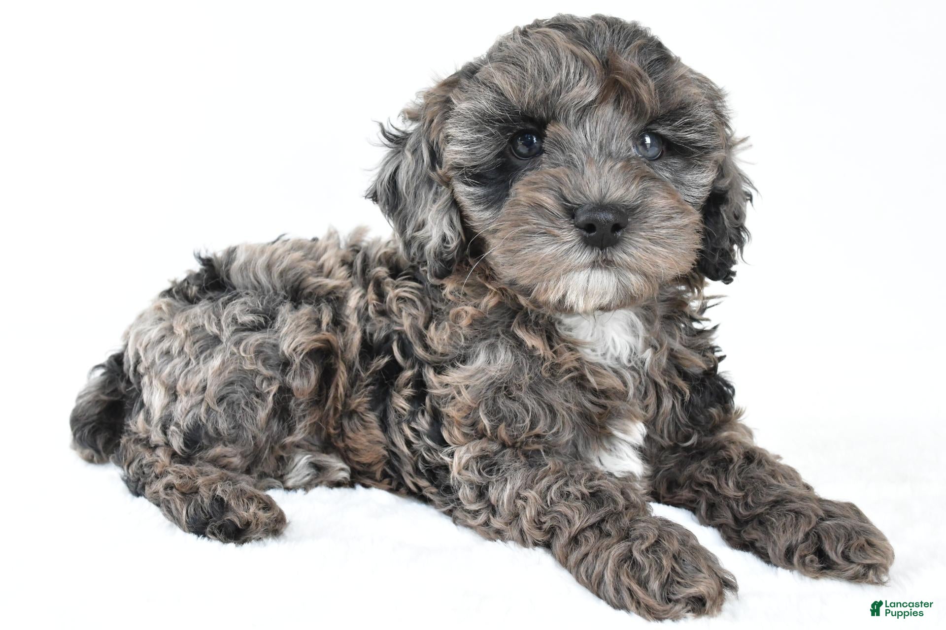 Cockapoo dogs for sale: Murphy - Ad 1
