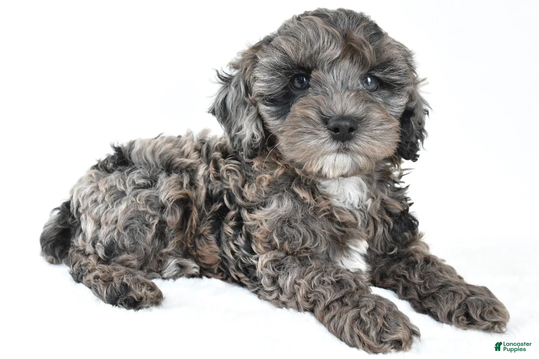 Cockapoo dogs for sale: Murphy - Ad 1