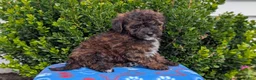Mixed Breed dogs for sale: Duke - Ad 5