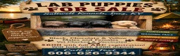 Labrador Retriever dogs for sale: Labrador Retriever 4 - Ad 3