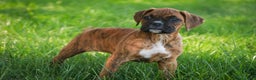 Boxer dogs for sale: Gemma - Ad 8