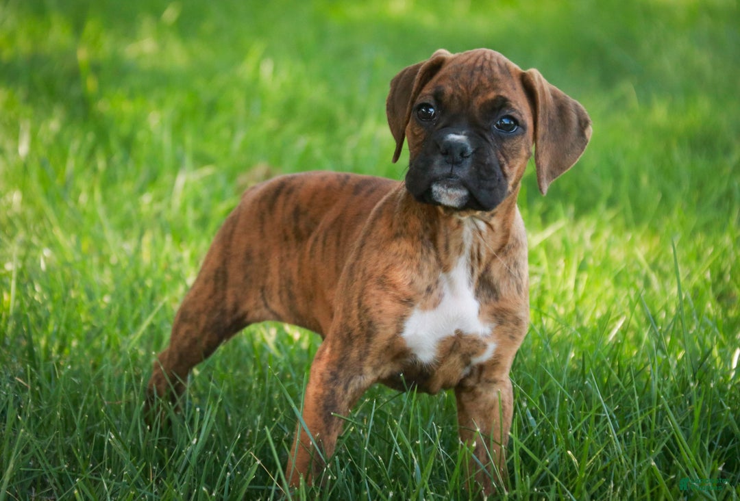 Boxer dogs for sale: Gemma - Ad 8