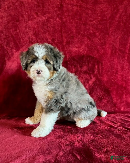 Mini Bernedoodle dogs Bandit - Ad 1
