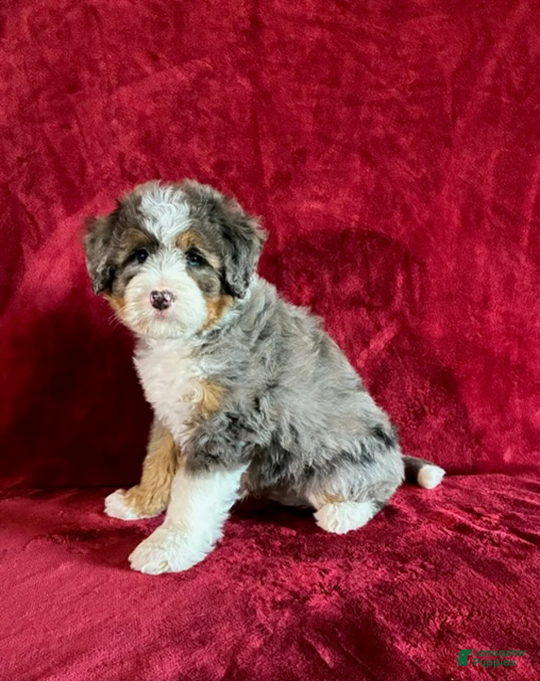 Mini Bernedoodle dogs for sale: Bandit - Ad 1