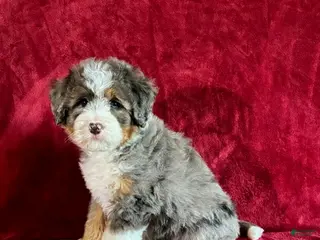 Mini Bernedoodle dogs for sale: Bandit - Ad 4