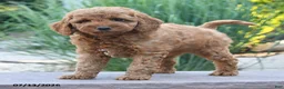 Cockapoo dogs for sale: Jade - Ad 2