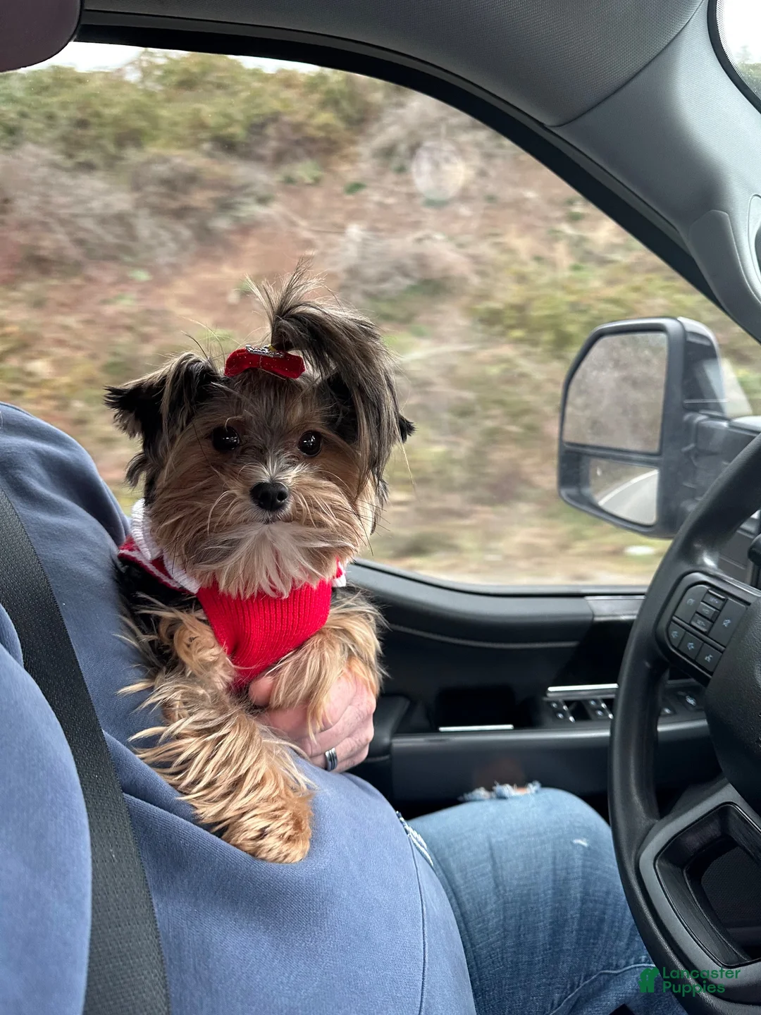 Yorkshire Terrier dogs for sale: Bonnie Bell - Ad 10