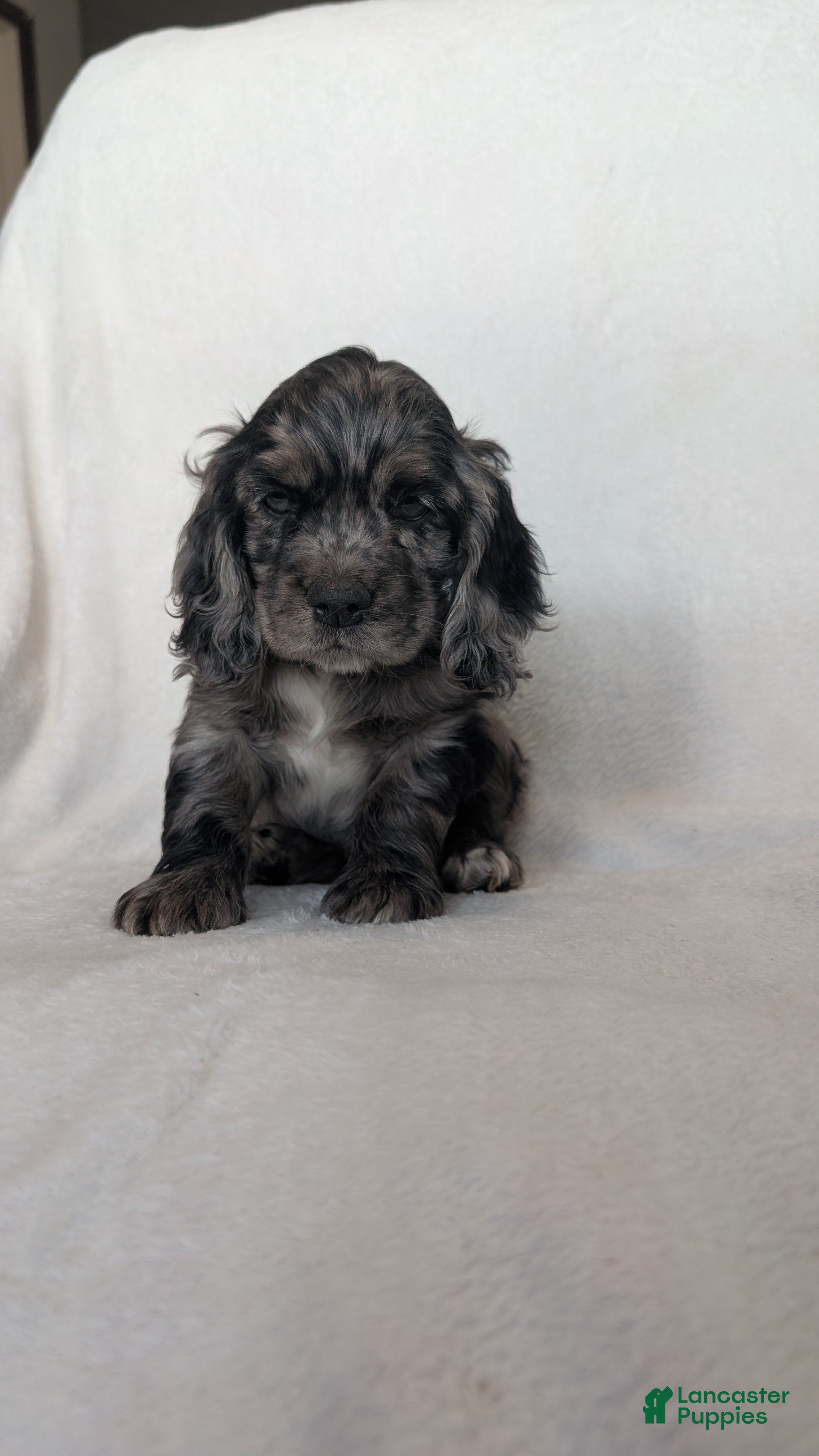 Cocker Spaniel dogs Smokie - Ad 1