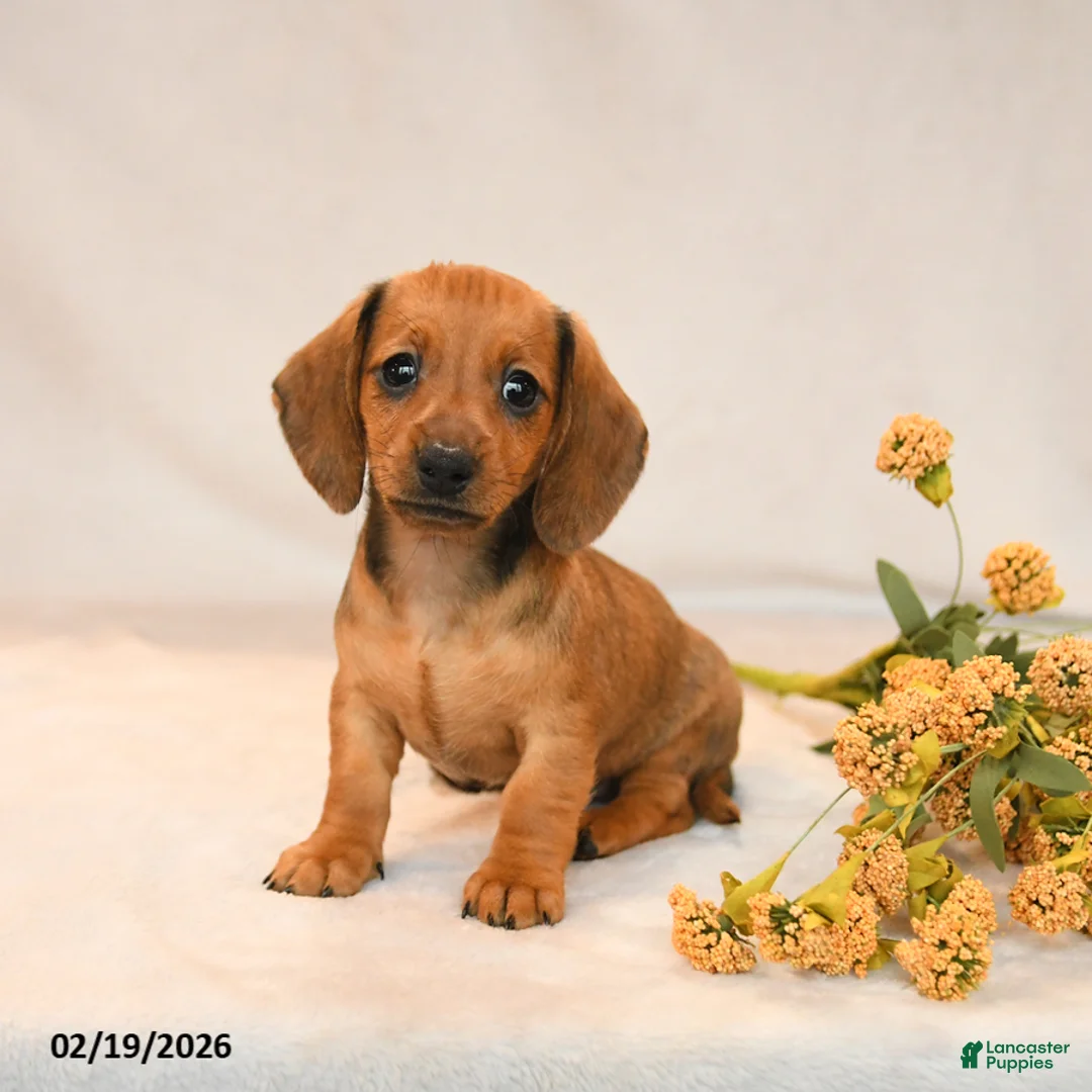 Miniature Dachshund dogs for sale: Ocean - Ad 2