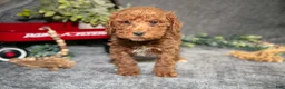Miniature Poodle dogs for sale: Belle - Ad 2