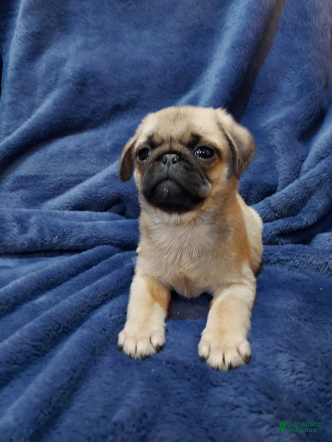 Pug dogs for sale: WILLIE - Ad 4