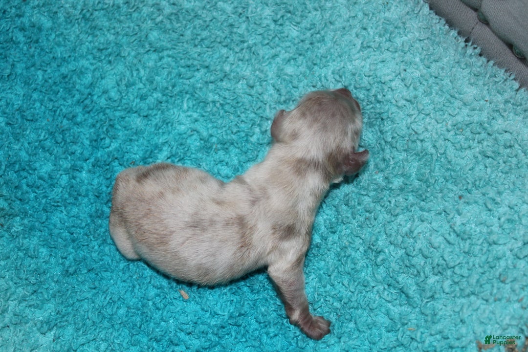 Miniature Dachshund dogs for sale: Duke Mini - Ad 5