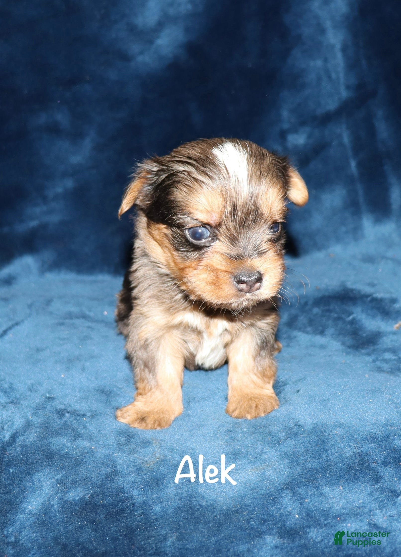 Yorkshire Terrier dogs Alek - Ad 32