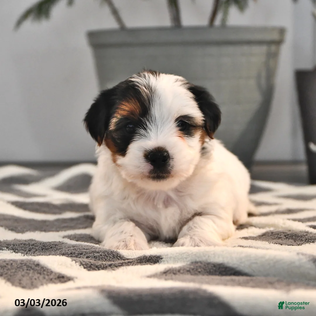 Biewer Terrier dogs for sale: Bella   - Ad 1