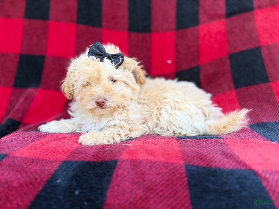 Havapoo dogs for sale: Hope - Ad 4