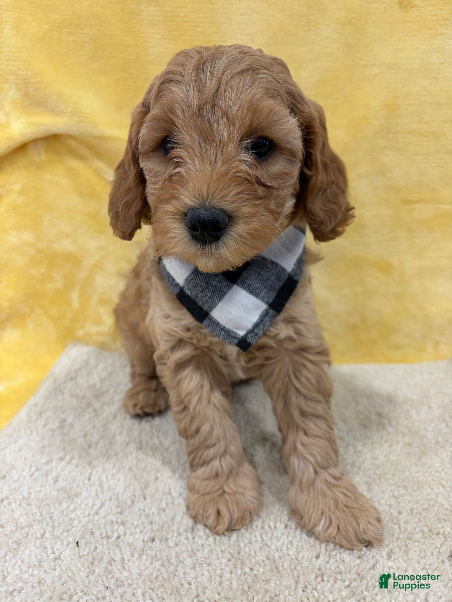 Mini Goldendoodle dogs for sale: Dakota - Ad 2